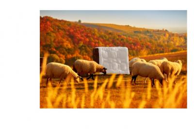 Picaso-m.cz nabídne i věrnostní program